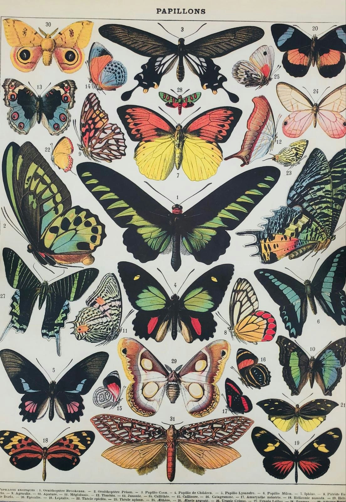 Butterflies Poster by Cavallini & Co