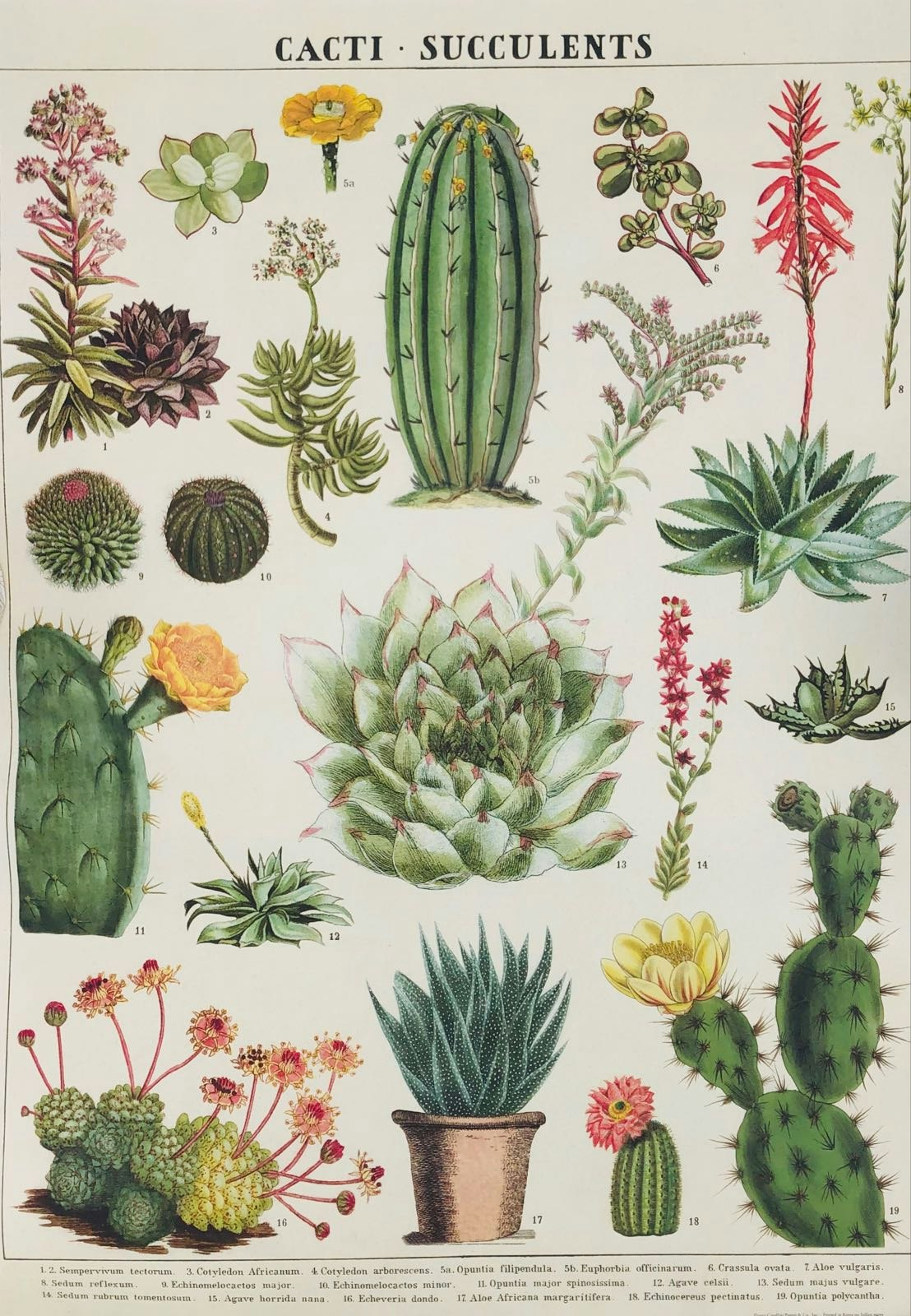 Cactus Poster by Cavallini & Co