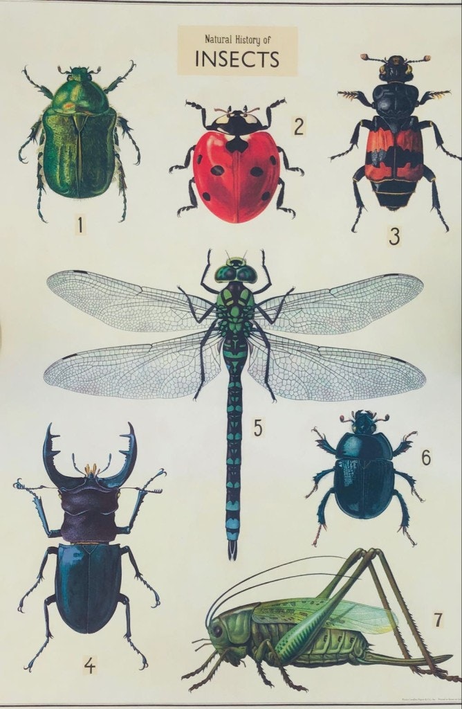Insects Printed Poster by Cavallini & Co