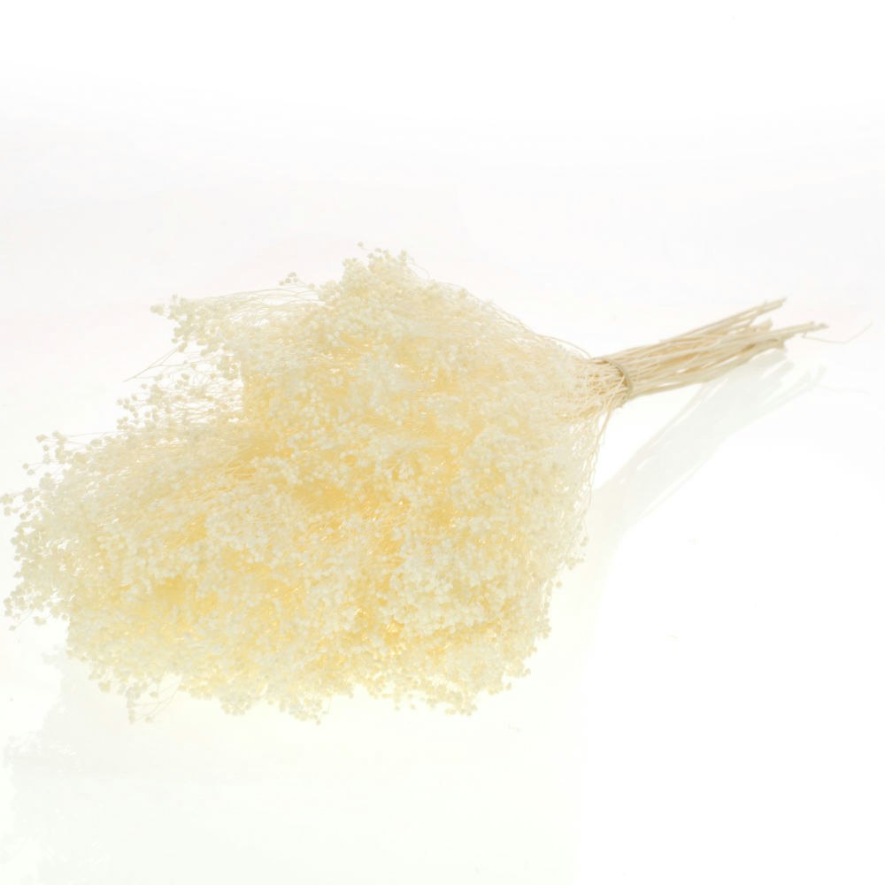 White Broom Bloom Dried Flower Bunch by Hyde And Seek