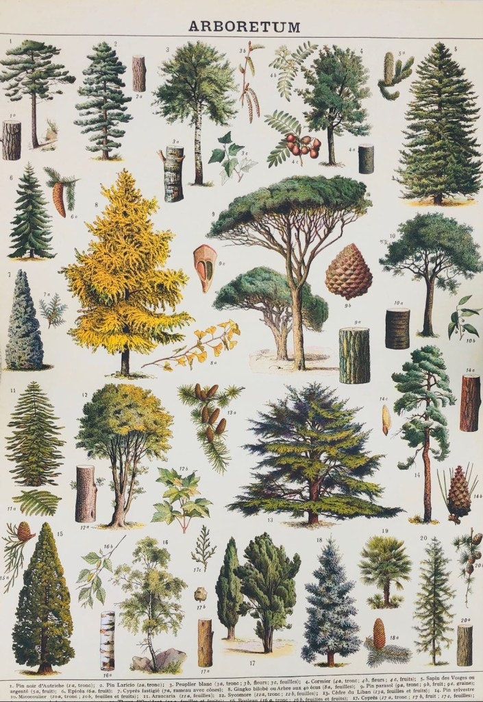Tree Poster by Cavallini & Co