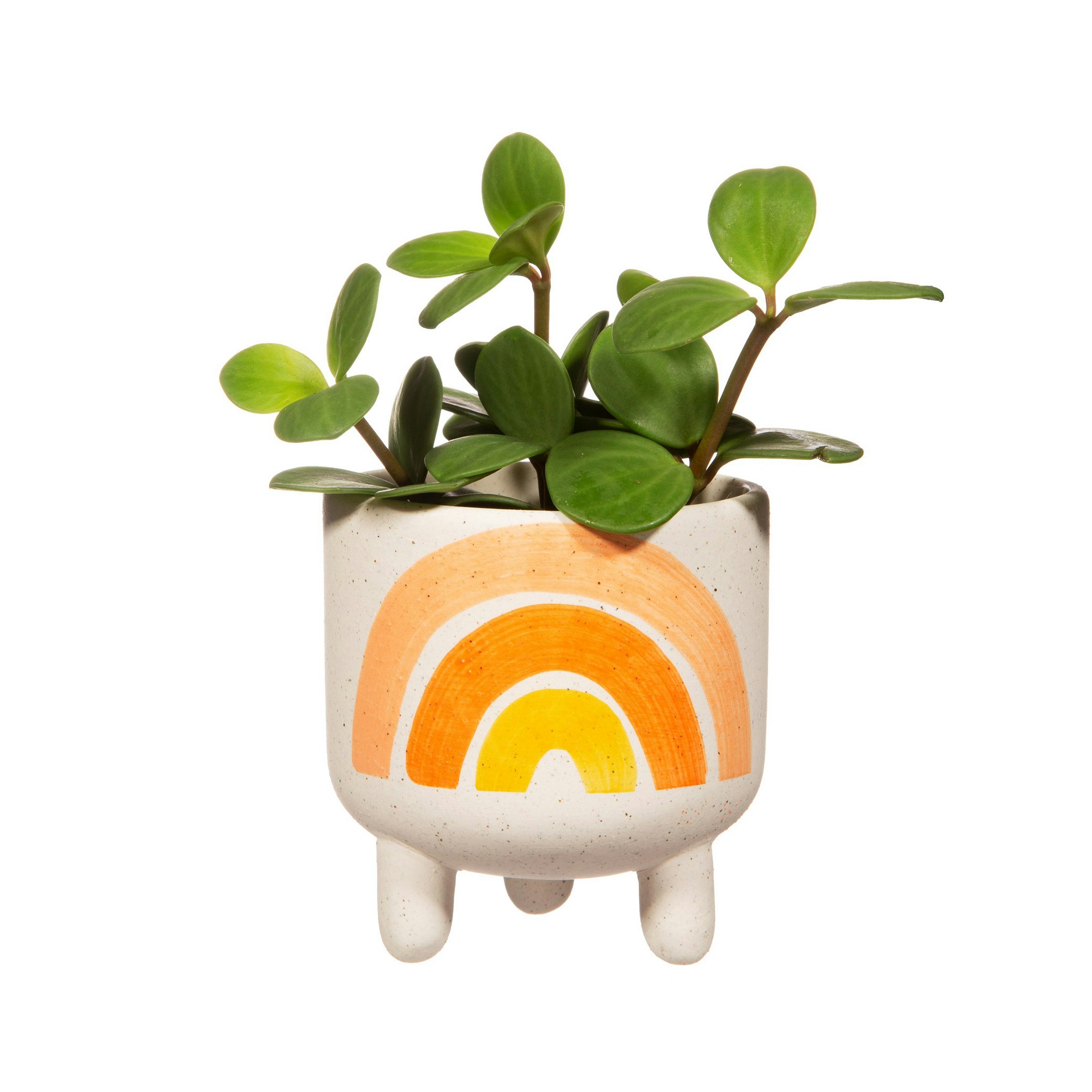 Mini Rainbow Stoneware Planter by Sass & Belle