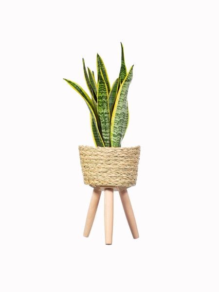 Basket Planter On Legs by Sass & Belle