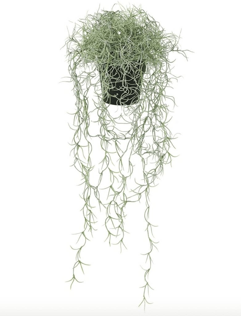 Trailing Spanish Moss Plant by Distinctly Living
