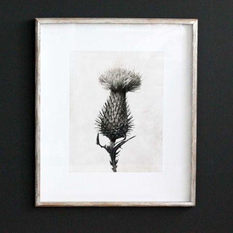 Sepia Floral Picture A with Wooden Frame by Distinctly Living