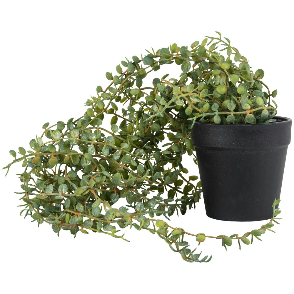Green Senecio in Black Pot by Distinctly Living