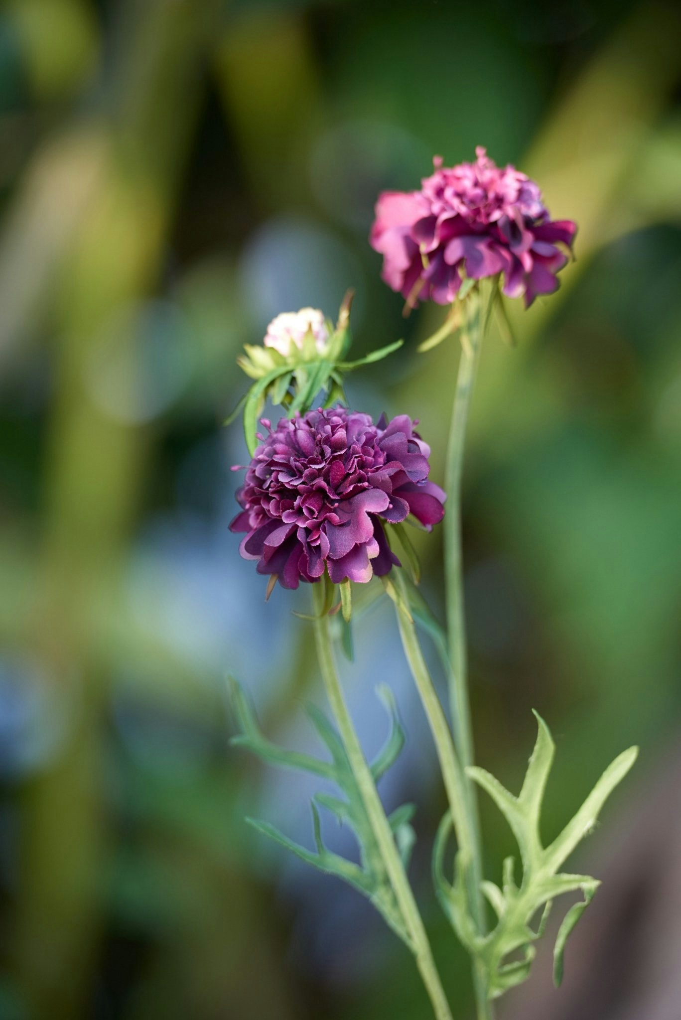 Purple Scabious Flowers Deco by Distinctly Living