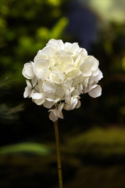 Hydrangea White - Flowers by Distinctly Living