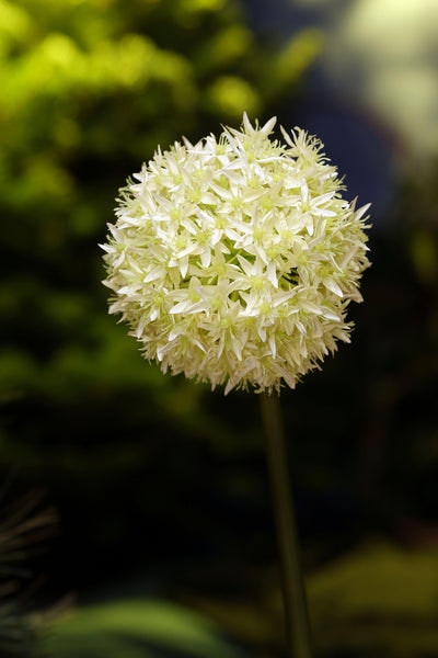 Allium Ivory Flower by Distinctly Living
