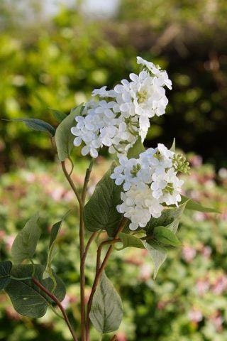 Lilac - Double Headed White - Flowers by Distinctly Living