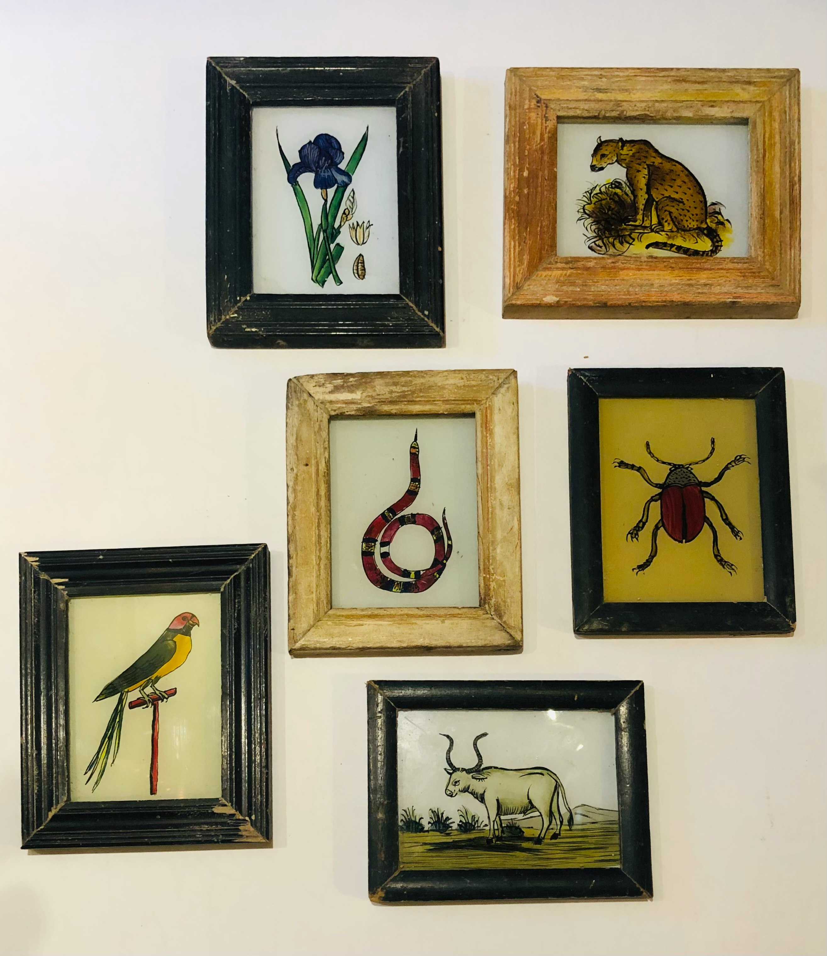 Baby Animal Glass Painting by