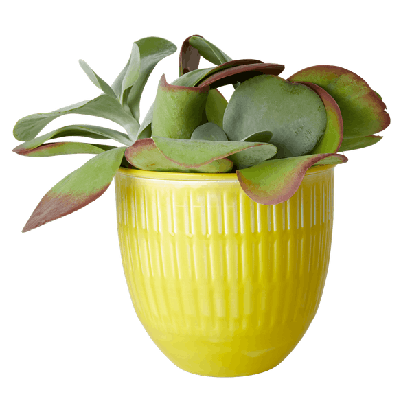 Yellow Enamel Planter by Huggable Home