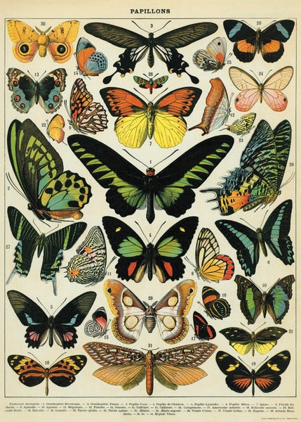 Butterflies Poster by Cavallini & Co