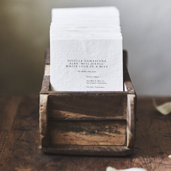 Ammi Majus Laceflower White Seed Envelope by GRACE ALEXANDER