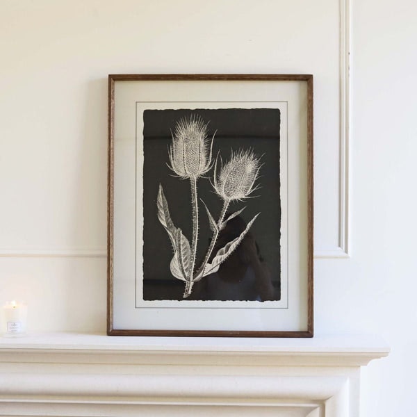 Black Wild Teasels Botanical - Framed Print by Distinctly Living