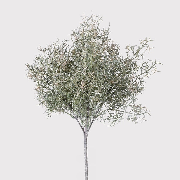 Spanish Moss by Distinctly Living