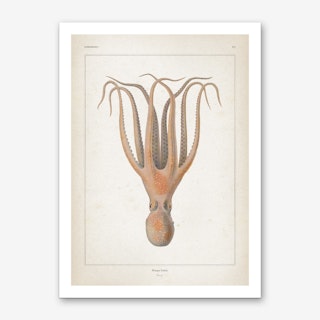 Vintage Vérany 1 Octopus Salutii Art Print