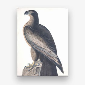 Bird Of Washington Canvas Print